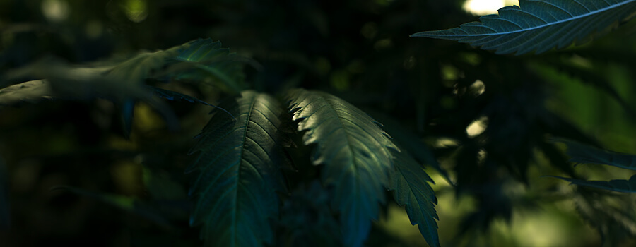 Koele Temperatuur Voor Het Kweken Van Cannabis