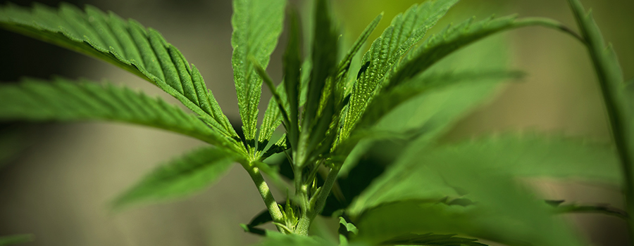 Klonen Autoflowering Variëteiten Cannabis