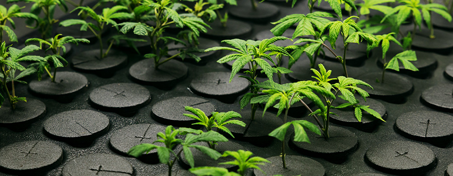 Cannabis Klonen Cannabis Klonen