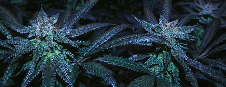 Hoe Kan Ik De Cannabis Stammen Van De Autoflowering Kloppen Hoe Kan Ik De Cannabis Stammen Van De Autoflowering Kloppen