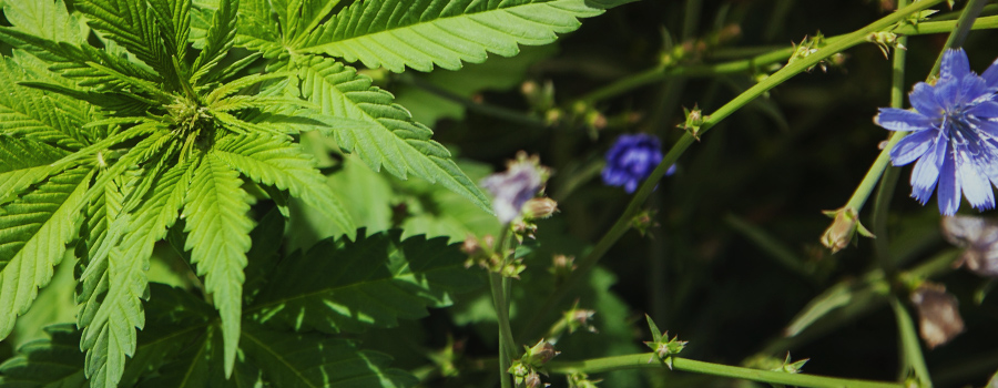 Organische Bodem Cannabisverenigingen Gewassen Organische Bodem Cannabisverenigingen Gewassen