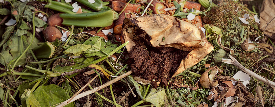 Koffiedik In Compost Voor Cannabisteelt Koffiedik In Compost Voor Cannabisteelt