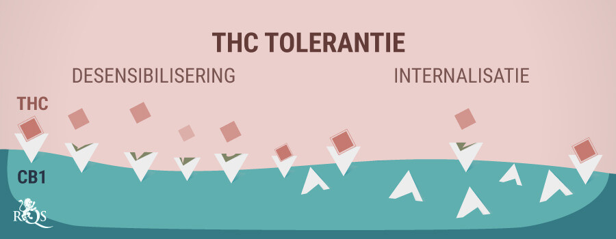 THC Tolerantie THC Tolerantie