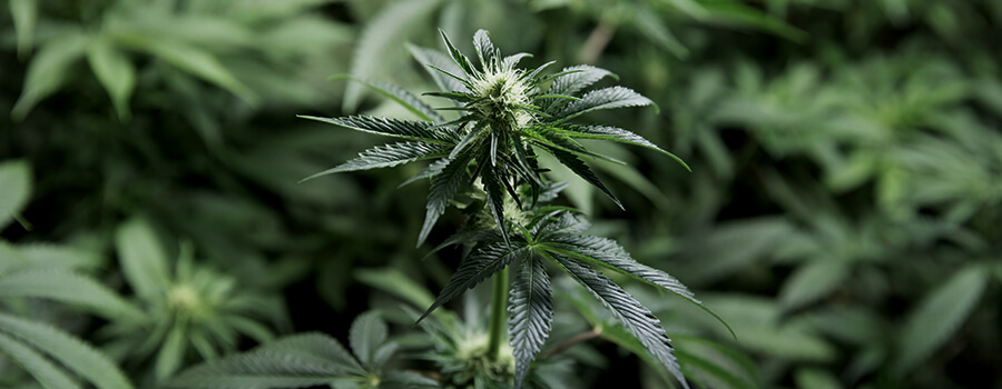 Bloeiende Cannabis