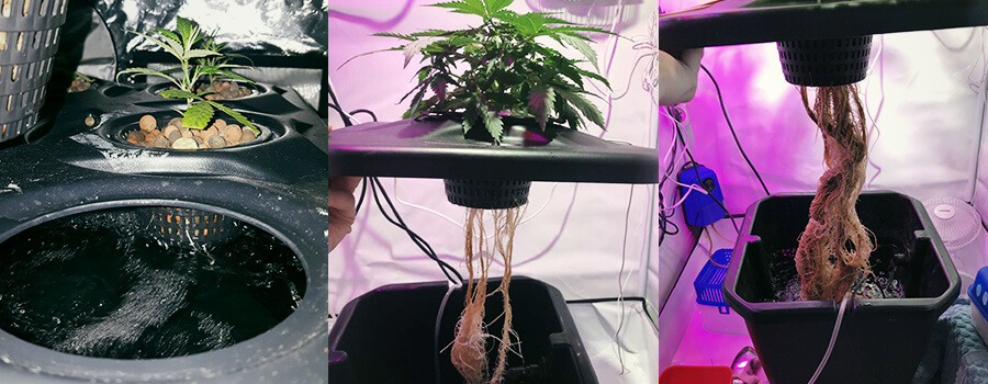 Reservoir Diep Water Cultuur Cannabis Reservoir Diep Water Cultuur Cannabis
