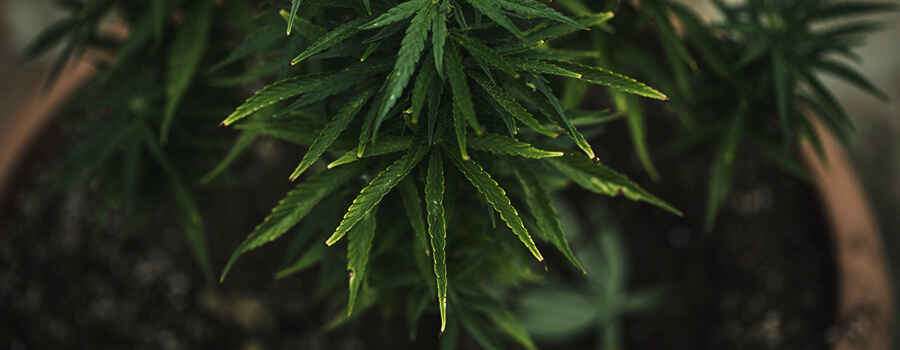 Cannabisplant Met Voedingsstoffenblokkering