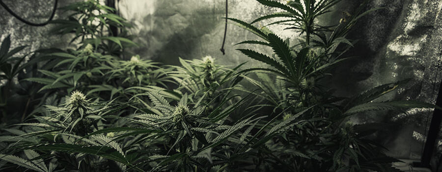 Kweek Van Verschillende Cannabisplanten