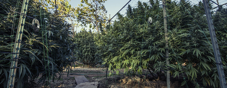 Cannabis Buitenplantage Voor Vogels