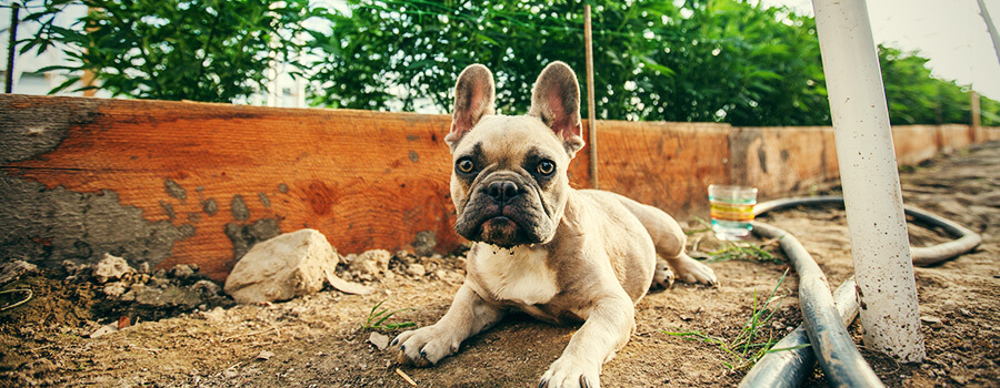 Dog In Cannabis Indoor Cultivation Dog In Cannabis Indoor Cultivation