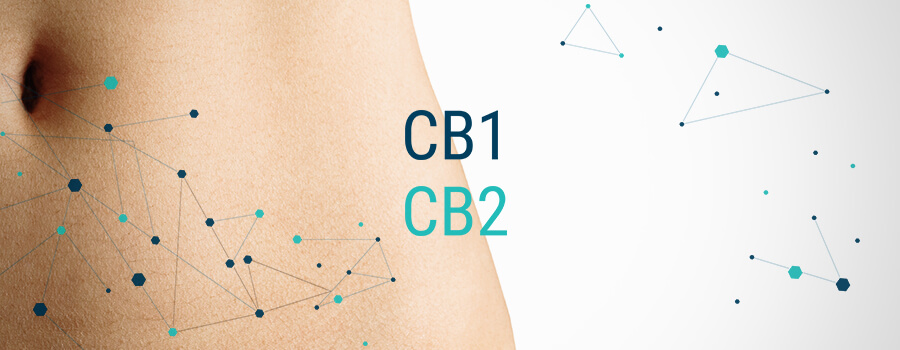 Endocannabinoid-systeem En Endometriose Endocannabinoid-systeem En Endometriose