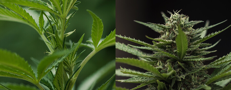 Cannabis Plant Bloei