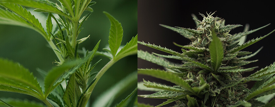 Cannabis Plant Bloei Cannabis Plant Bloei