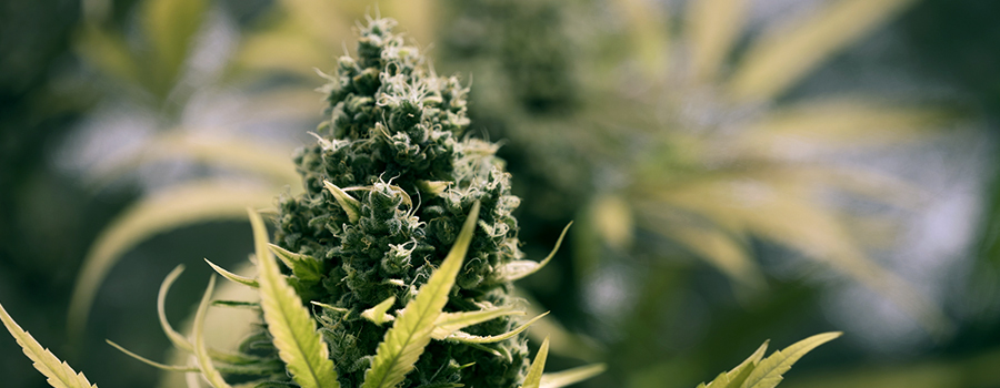 Bloeiperiode Cannabis