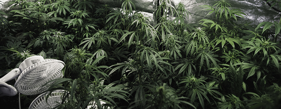 Ventilatie Binnenshuis Met Cannabis