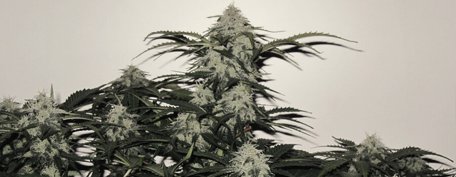 Fast Eddy Automatic CBD Fast Eddy Automatic CBD