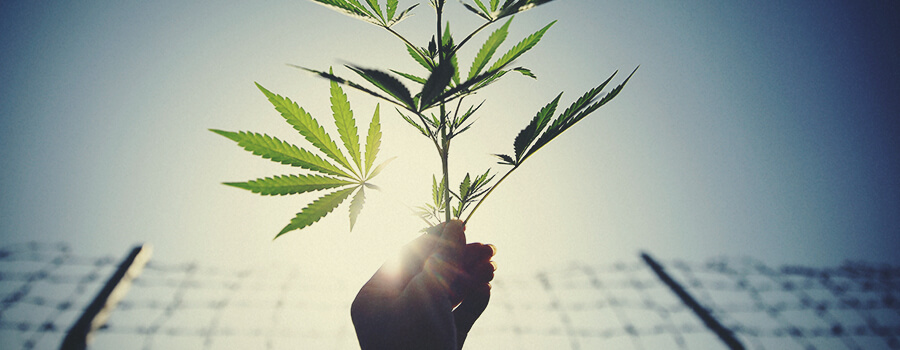 Omheiningen Om Cannabisplantages Te Beschermen Tegen Deers