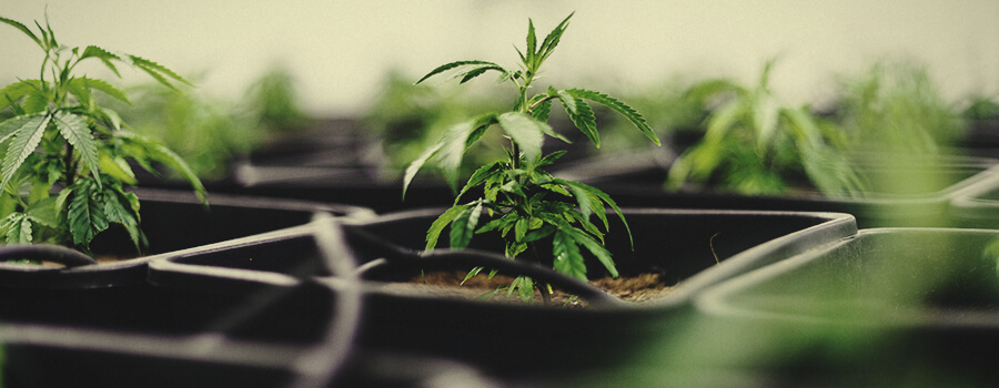 Cannabis fertigatiesysteem voor intern gebruik