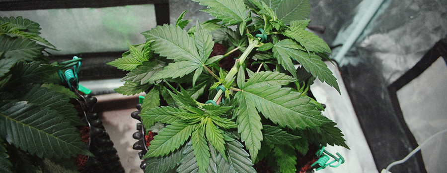 Toppen Of Fimmen Cannabis Planten Toppen Of Fimmen Cannabis Planten