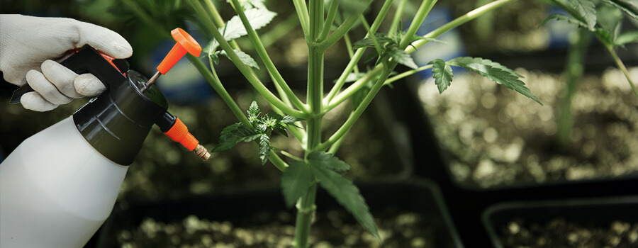Epsom Zout Voor Cannabis Epsom Zout Voor Cannabis