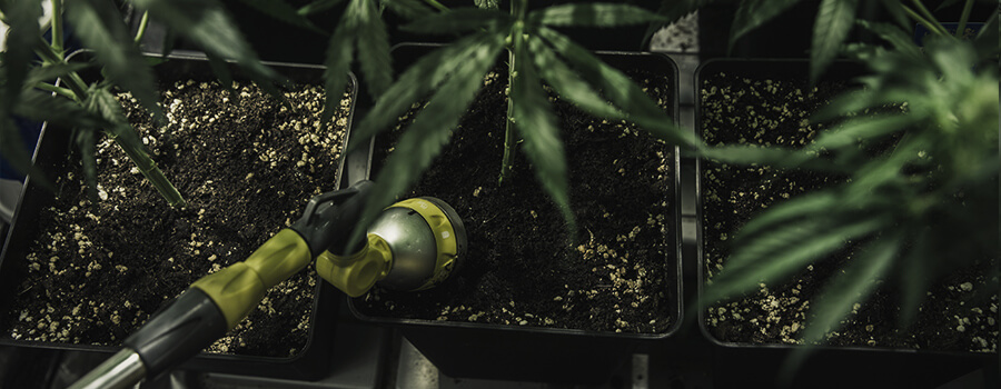 Spoel Cannabisplanten Spoel Cannabisplanten