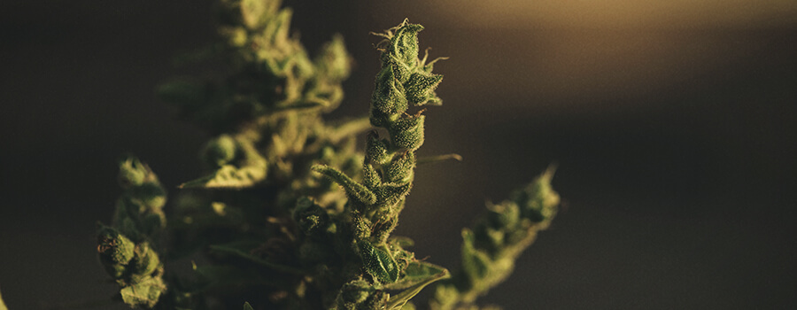 cannabis foxtailing toppen cannabis foxtailing toppen