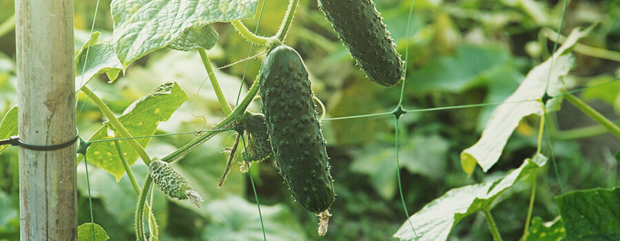 Trellis Fruits Trellis Fruits