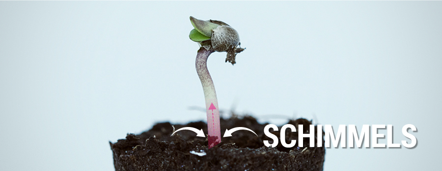 Kiemplantziekte Cannabis