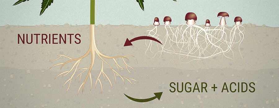 Planten En Microben: Een Symbiotische Alliantie