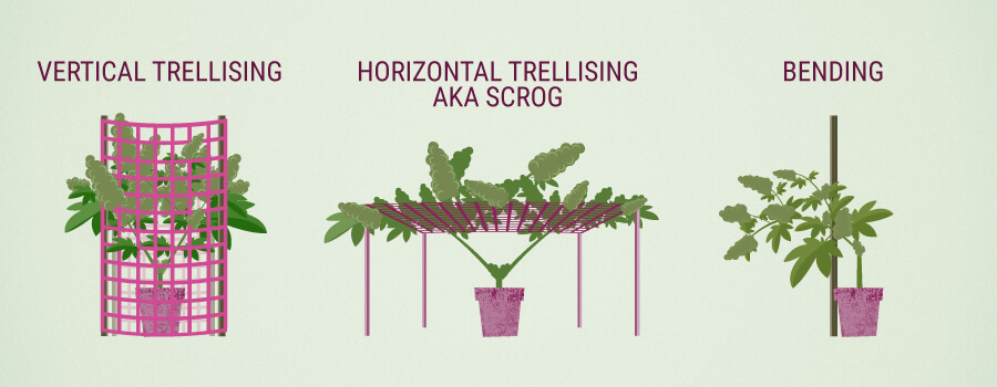 Cannabis Trellis Cannabis Trellis
