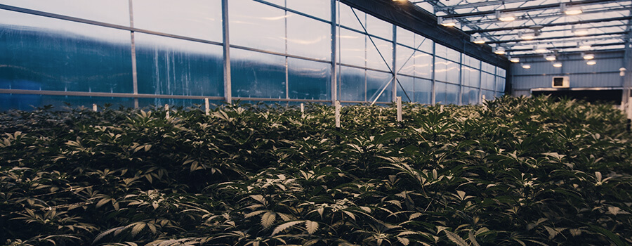 Greenhouse Cannabis Light Pollution