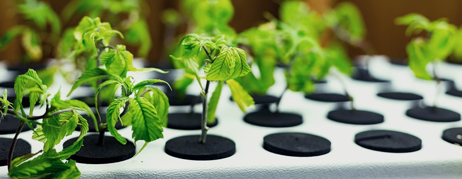 Cannabis Hydroponics
