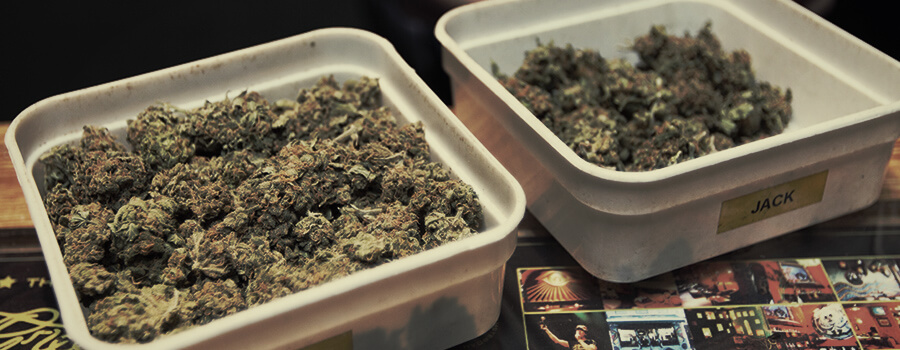 Coffee Shop Cannabis