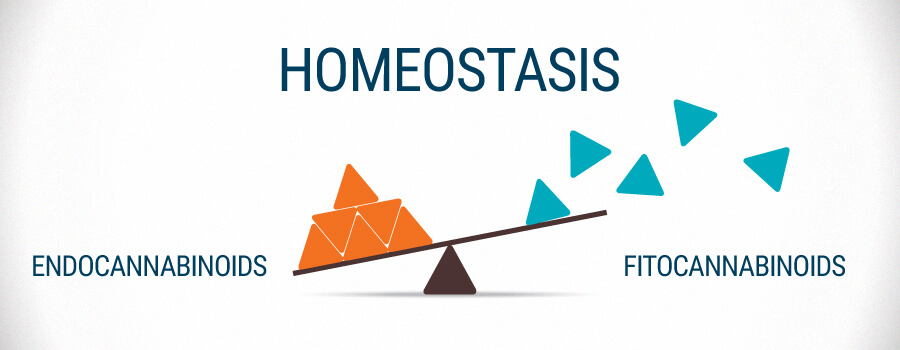 Homeostase Fitocannabinoïden En Endocannabinoïden Homeostase Fitocannabinoïden En Endocannabinoïden