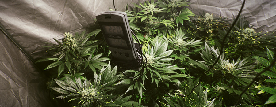 Temperatuurvochtigheid Cannabis Temperatuurvochtigheid Cannabis