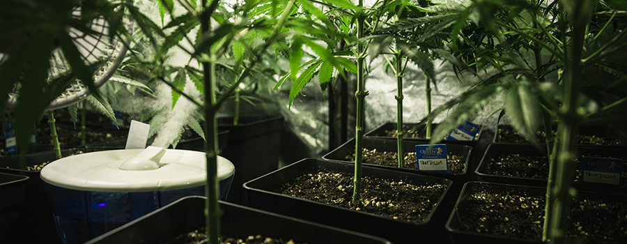 Luchtbevochtiger Cannabis Cultuur Luchtbevochtiger Cannabis Cultuur
