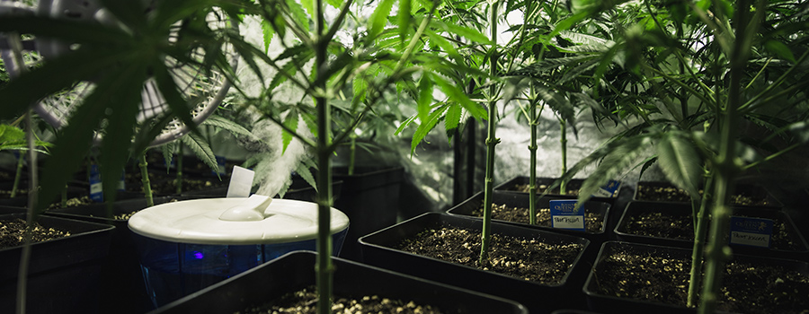 Vochtigheid Luchtvochtigheid Cannabis Vochtigheid Luchtvochtigheid Cannabis