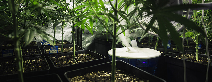 Vochtigheid En Temperatuur Cannabis Teeltontvochtiger Vochtigheid En Temperatuur Cannabis Teeltontvochtiger