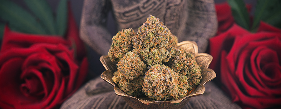 Cannabisknoppen Voor Bhang Recept Cannabisknoppen Voor Bhang Recept