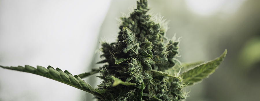 Cannabis In Bloei