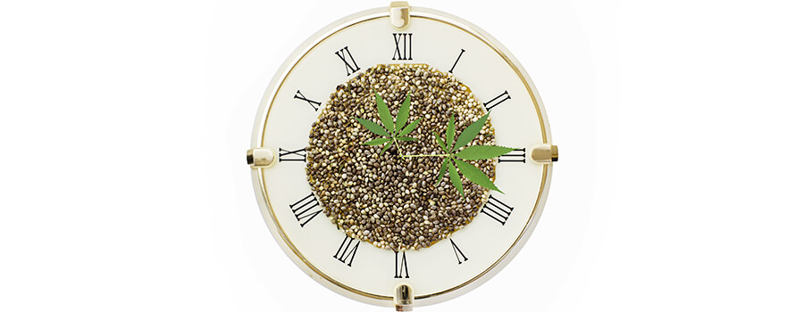 Cbd Thuis Koken Cbd Thuis Koken