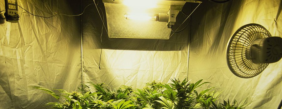 Binnen Cannabislichten En Temperatuur Binnen Cannabislichten En Temperatuur