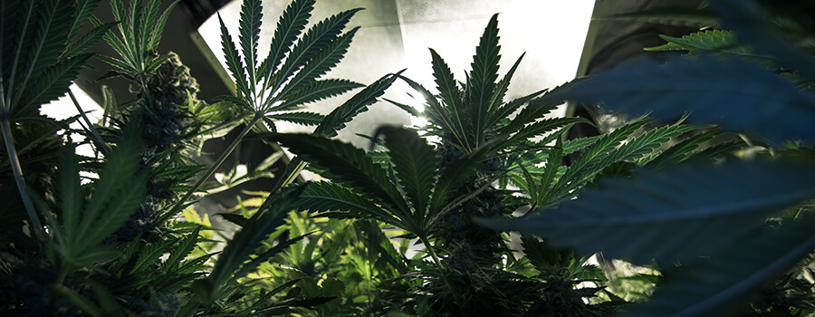 Licht Voor Cannabis