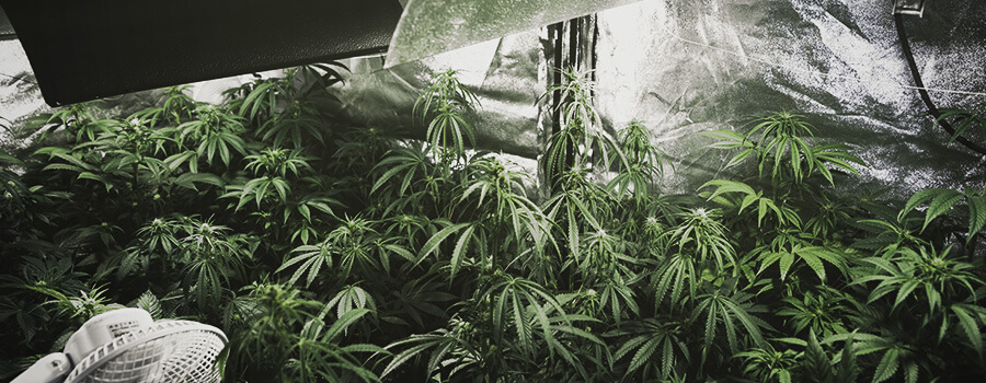 Binnen Kweken Van Cannabis Aansteken Binnen Kweken Van Cannabis Aansteken