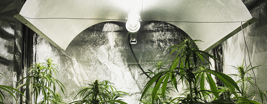 Licht Intensiteit Kweeklampen Cannabis Licht Intensiteit Kweeklampen Cannabis