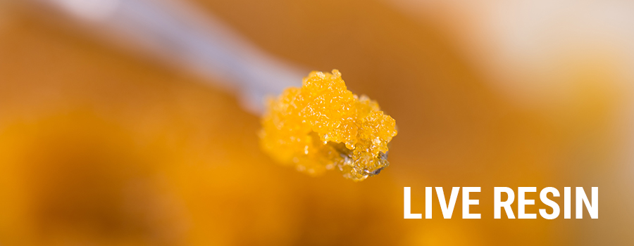 Live Hars Cannabis Extracten Live Hars Cannabis Extracten