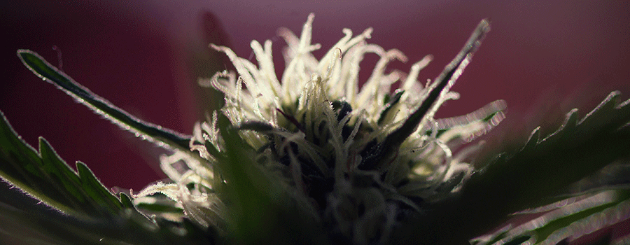 Macrofotografie Cannabis