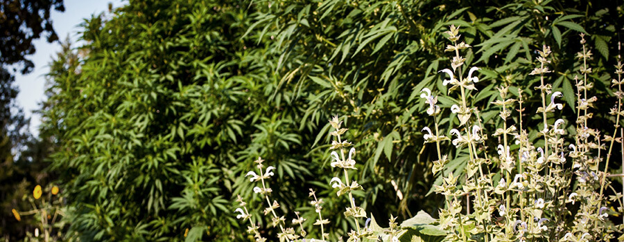 Gezelschapsplanten Cannabis