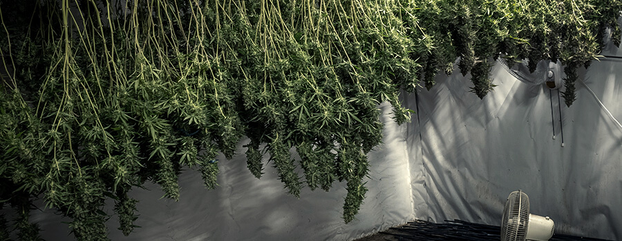 Curing Cannabis Plant Curing Cannabis Plant