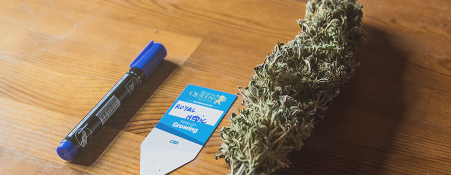 Medicinale Cannabis Medicinale Cannabis