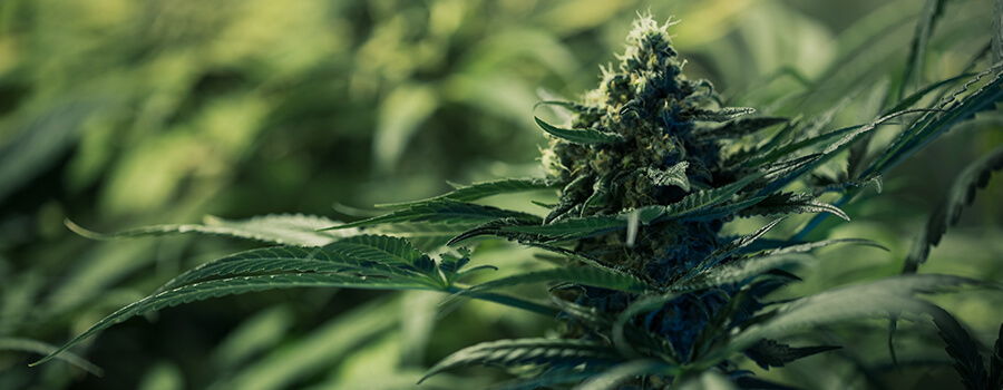 Royal Medic van Royal Queen Seeds Royal Medic van Royal Queen Seeds